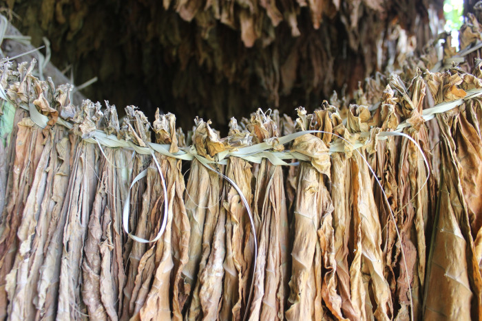 Salta de tabaco 