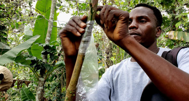 A technician is conducting grafting in Thiotte, Haiti 