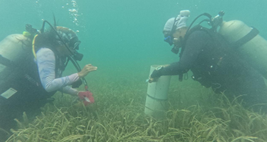 The CariCAS methodology was applied for seagrass and sediment monitoring, including fieldwork and laboratory processing, aiming to assess ecosystem health and generate reliable data for conservation efforts.