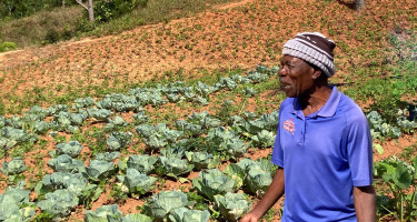 Hombre en una finca de repollo