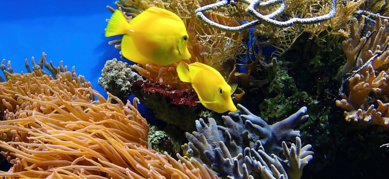 Corales. Foto de:Bru-nO, descargada de:Pixabay