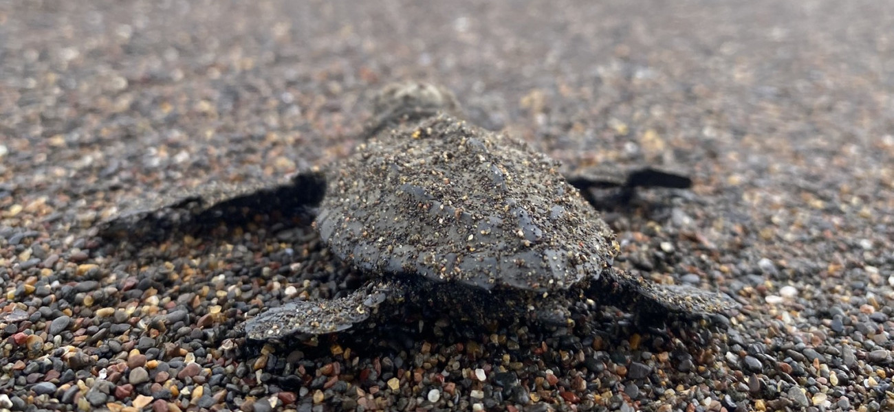 © Save the Blue Five